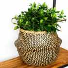 Ivyline Seagrass Chevron Black Lined Basket Small - H25Cm X D30Cm