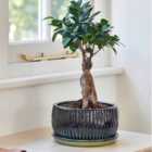 Ivyline Emerald Round Reactive Glaze Bonsai Planter Set Of 2