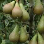 wilko Pear Duo Fruit Tree Bare Root Rose