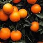 Wilko Blood Orange Fruit Tree 6L Pot