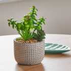 Artificial Mini Succulents in Grey Textured Plant Pot