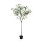 Crossland Grove Olive Tree Small Green H1720Mm