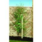 Wickes Timber Garden Tree Stake - 40 x 1800mm