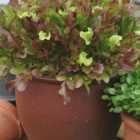 Johnsons Lettuce Red and Green Salad Bowl Mix Seeds