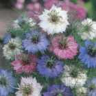 Johnsons Love In A Mist Persian Mix Flower Seeds