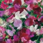 Wilko Sweet Pea Old Fashioned Mixed Seeds