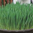 Johnsons Cat Grass Avena Sativa Seeds