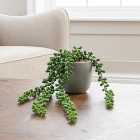 Artificial String of Pearls in Grey Cement Plant Pot