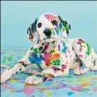 Painted Dalmation Dog Blank Card