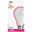 Wilko 1 pack Bayonet B22/BC 2000lm LED Standard Bulb Non Dimmable