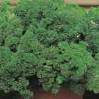 Johnsons Parsley Moss Curled Seeds