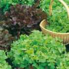 Wilko Lettuce Salad Bowl Mixed Seeds