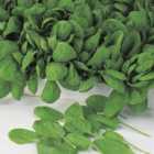 Johnsons Spinach Apolla F1 Seeds
