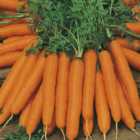 Johnsons Carrot Amsterdam Forcing 3 Seeds