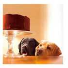 Dogs & Cake Blank Card