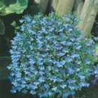 Johnsons Lobelia Cambridge Blue Flower Seeds