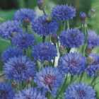 Wilko Cornflower Double Blue Flower Seeds