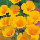 Wilko Californian Poppy Golden Values Seeds