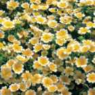 Wilko Limnanthes Poached Egg Plant Seeds