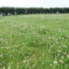 Harrowden Meadowmat Species Rich Lawn Turf