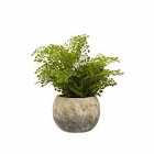 Interiors By Ph Faux Fern In Cement Pot