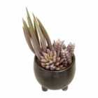 Interiors By Ph Faux Succulents In Small Ceramic Pot Grey