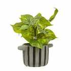 Interiors By Ph Faux Devils Ivy In Striped Pot Black/Grey