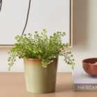 Reactive Glaze Green Ceramic Plant Pot 
