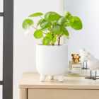 Ceramic Footed Plant Pot White