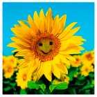 Sunflower Blank Greetings Card, 1