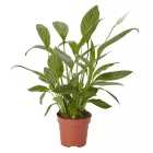 Peace lily in 12cm Terracotta Plastic Grow pot
