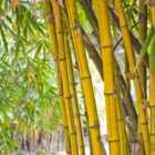 wilko Yellow Bamboo Plant 3L Pot