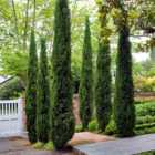 Wilko Pair of Italian Cypress Trees 1.2-1.4m Tall