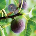wilko Standard Fig Tree 3L Pot