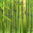 wilko Green Bamboo Plant 2L Pot