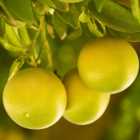 wilko Grapefruit Citrus Tree 6L Pot