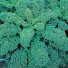 Wilko Kale Dwarf Green Curled Seeds