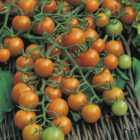 Johnsons Tomato Sungold Seeds