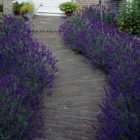 Wilko English Lavender Hidcote Hedging Plants 10 Pack