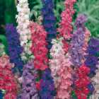 Wilko Larkspur Giant Imperial Mixed Seeds