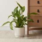 Dorma Purity Plant Pot Cream 22cm