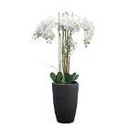 Crossland Grove Potted Phalaenopsis Orchid X5 White H940Mm