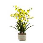 Crossland Grove Potted Oncidium Orchid (real Touch) Yellow H710Mm