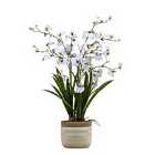 Crossland Grove Potted Oncidium Orchid (real Touch) White H710Mm