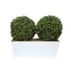 Greenbrokers Artificial Topiary Double Ball Aglaia Boxwood In White Slanted Tin Window Box 35Cm/14In