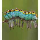 RSPB European Bee-Eater Birds Card Pack 8 per pack