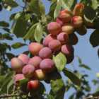YouGarden Plum Little Vic Patio Fruit Tree 4L Pot