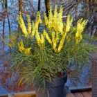 Wilko Mahonia Soft Caress Plant 19cm Pot
