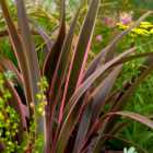 wilko Phormium Sundowner Pink Plant 5L Pot