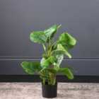 Artificial Real Touch Arrowroot in Black Plant Pot